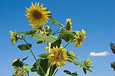 《控制》宇宙新作 《FBC：Firebreak》将于3月20日公布新情报